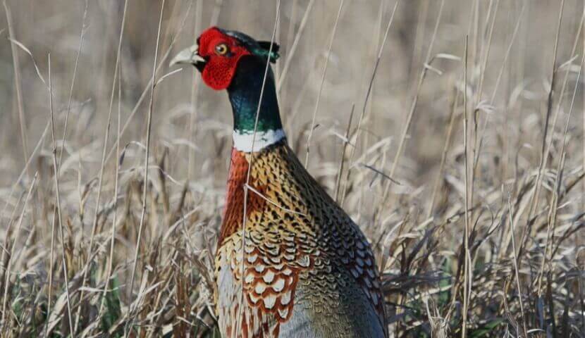 Upland Game